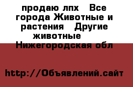 продаю лпх - Все города Животные и растения » Другие животные   . Нижегородская обл.